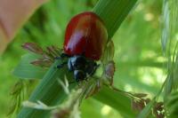 Chrysomela populi