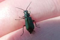 Malachius bipustulatus