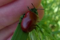 Chrysomela populi