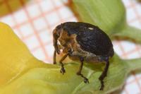 Mononychus punctumalbum