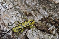 Saperda scalaris