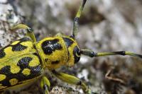 Saperda scalaris