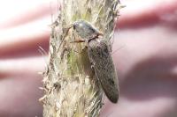 Synaptus filiformis