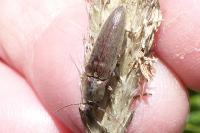 Synaptus filiformis