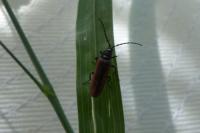 Omalisus fontisbellaquei