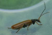 Rhagonycha nigriventris