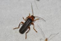 Cantharis pellucida