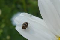 Anthrenus