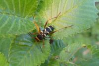Clytus arietis