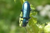 Psilothrix viridicoerulea