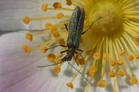 Oedemera