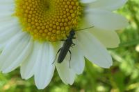 Oedemera
