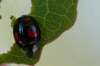 Harmonia axyridis