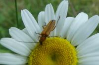 Oedemera podagrariae