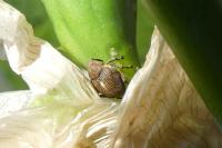 Mononychus punctumalbum