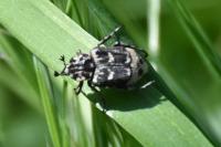 Valgus hemipterus