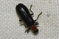 Tillus elongatus