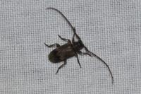 Exocentrus adspersus