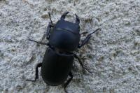 Dorcus parallelipipedus
