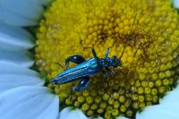 Oedemera nobilis