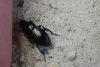 Harpalus