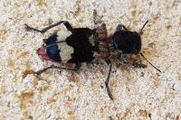 Clerus mutillarius
