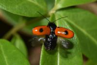 Cryptocephalus bipunctatus