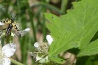 Rutpela maculata