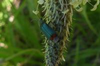 Malachius bipustulatus