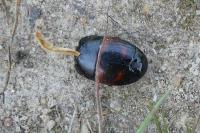 Hister quadrimaculatus