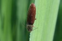 Athous haemorrhoidalis