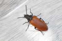 Omophlus lepturoides