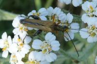 Oedemera podagrariae
