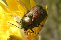 Cryptocephalus