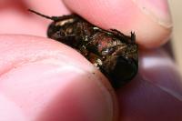 Cetonia aurata
