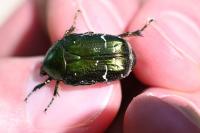 Cetonia aurata