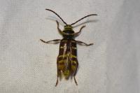 Plagionotus detritus