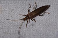 Oedemera femoralis