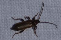 Phymatodes testaceus