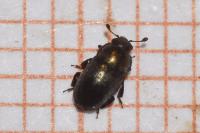 Brassicogethes aeneus
