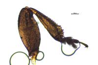 Brassicogethes aeneus