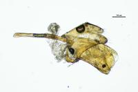 Brassicogethes aeneus