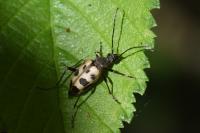 Pachytodes cerambyciformis