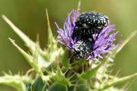Oxythyrea funesta
