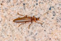 Oedemera femoralis