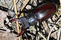 Lucanus cervus