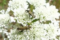 Oedemera flavipes