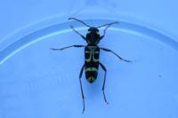 Xylotrechus arvicola