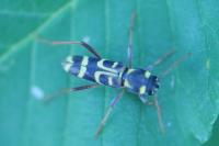 Xylotrechus arvicola