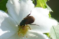 Phyllopertha horticola